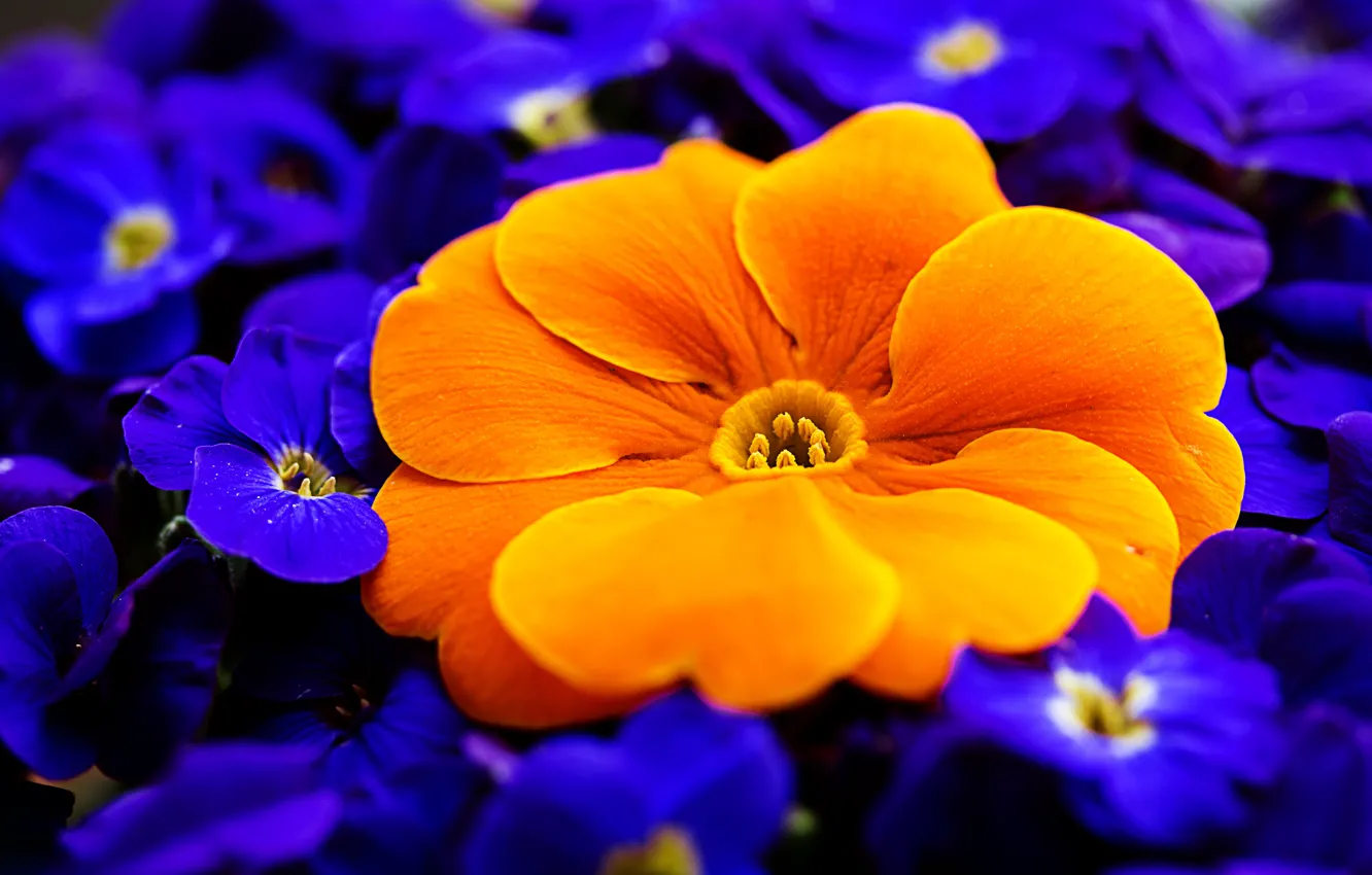 Photo wallpaper macro, orange, primrose, Primula