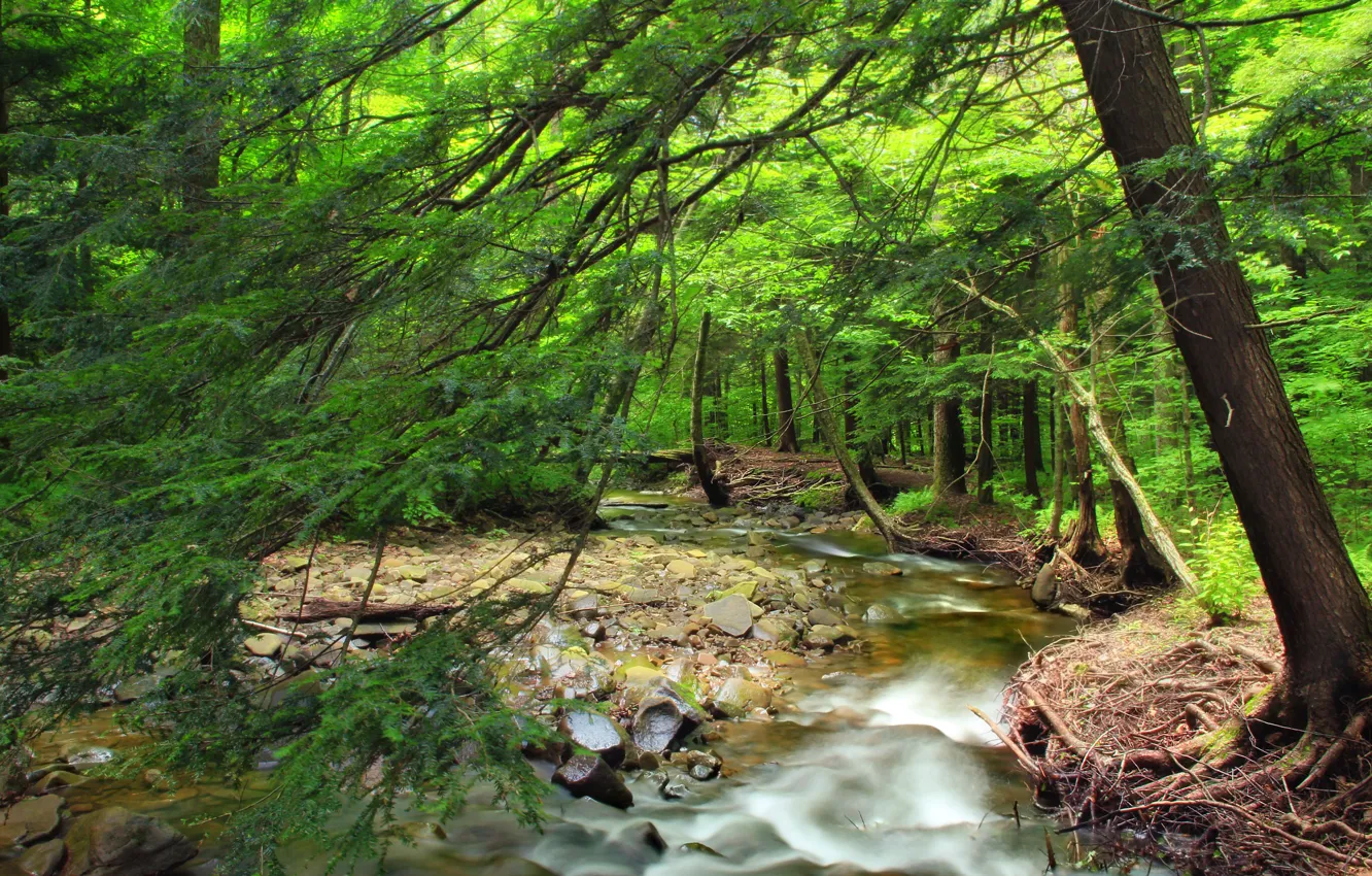 Photo wallpaper forest, trees, nature, river, stones, direction