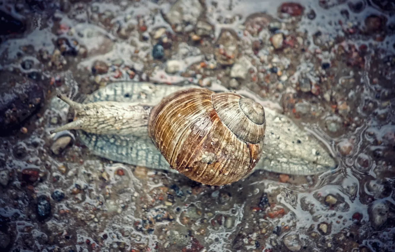 Photo wallpaper rain, grey, asphalt, snail
