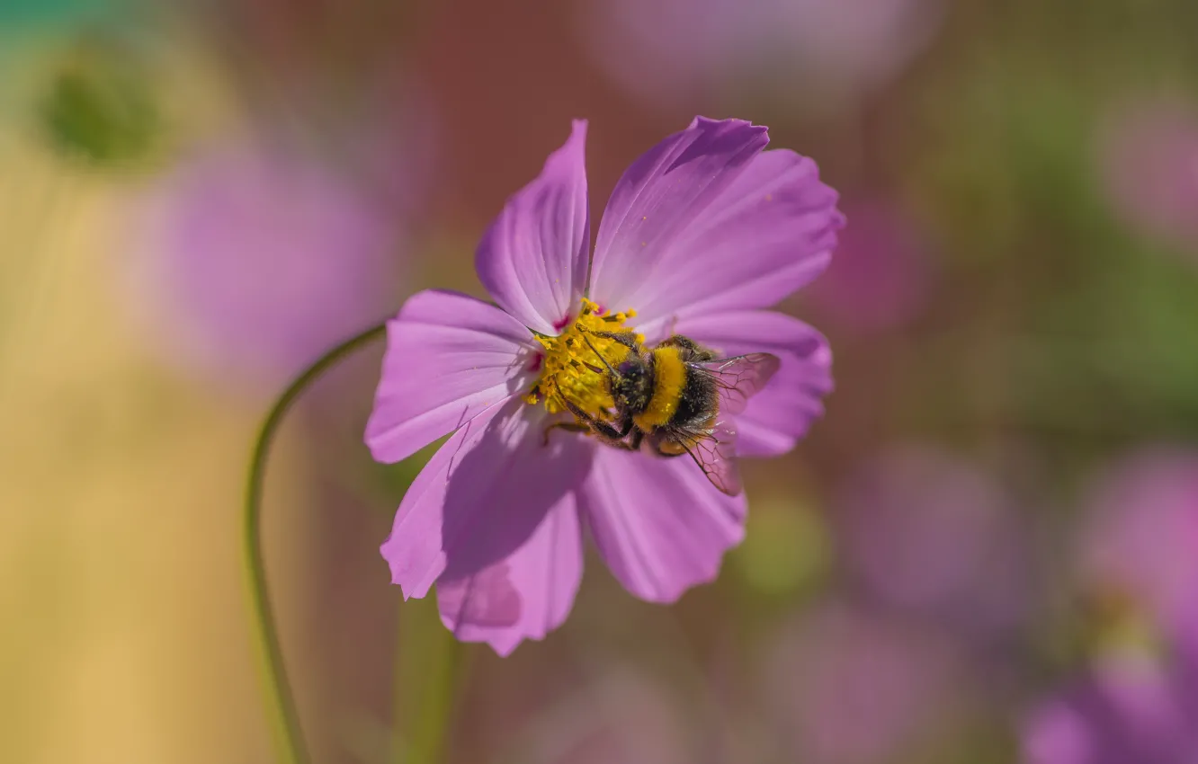 Photo wallpaper autumn, macro, flowers, bumblebee, kosmeya
