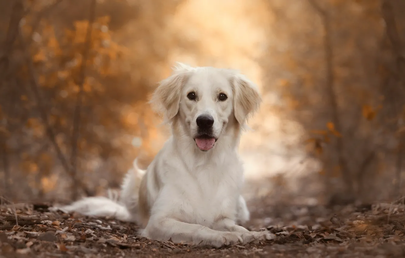 Photo wallpaper autumn, nature, dog, Labrador, Retriever