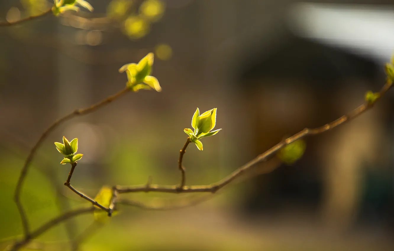 Photo wallpaper young leaves, the branches of a tree, blur bokeh