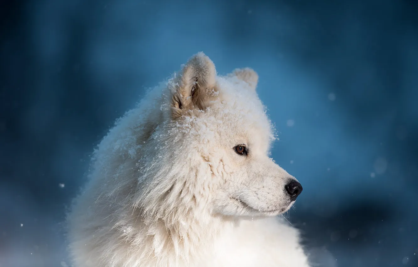 Photo wallpaper winter, white, look, snow, nature, portrait, dog, puppy