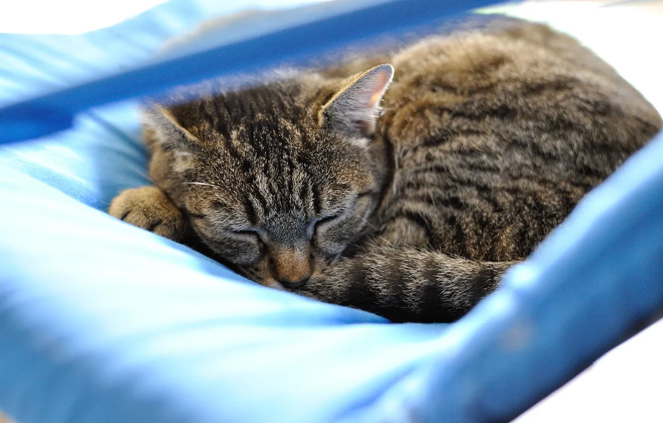 Photo wallpaper cat, sleeping, striped, photographer, Giovanni Zacche