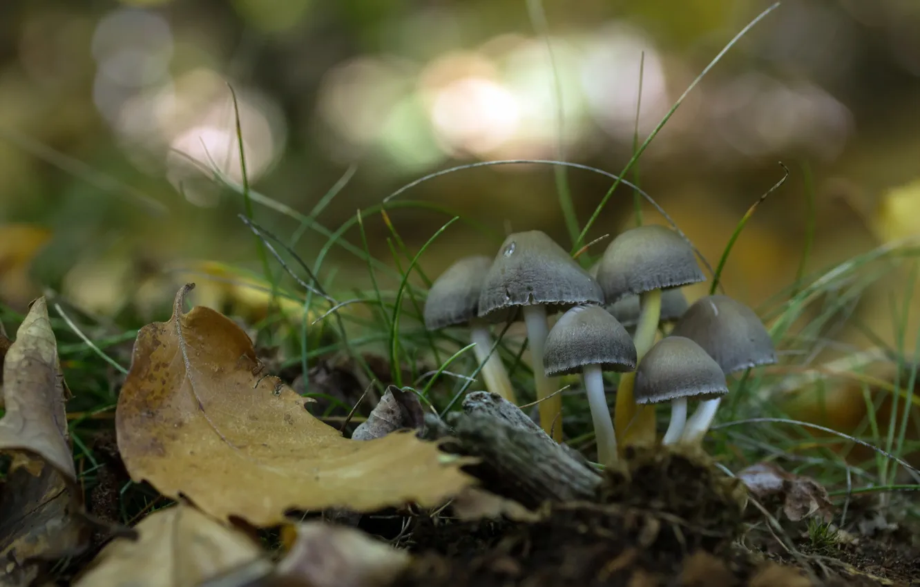 Photo wallpaper nature, background, mushrooms