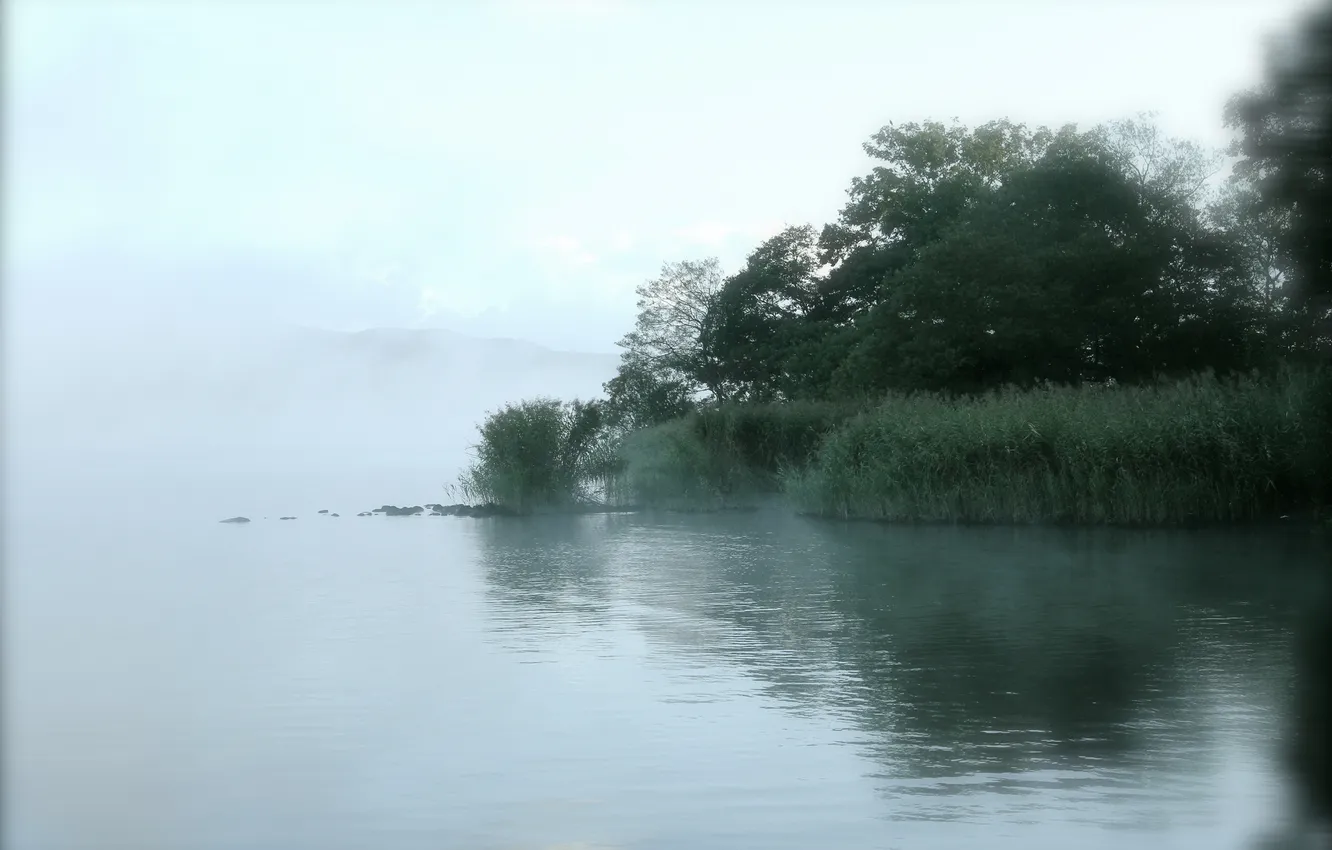 Photo wallpaper trees, fog, lake, reed