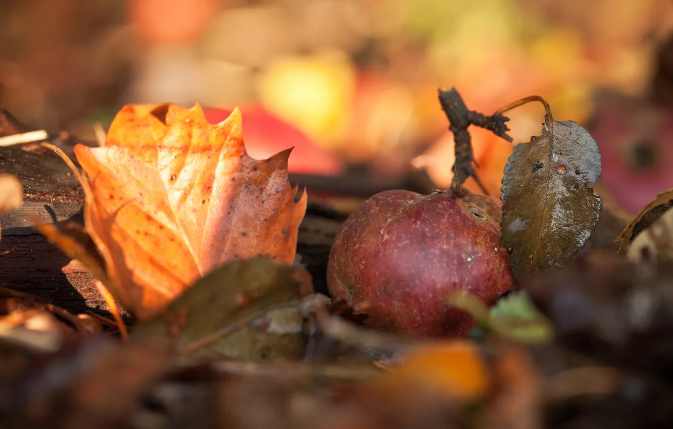 Photo wallpaper autumn, macro, foliage, Apple, the gifts of autumn