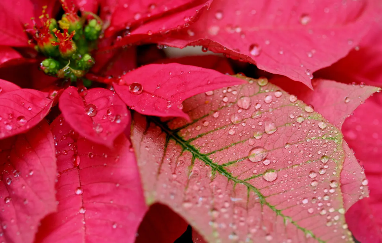 Photo wallpaper flower, drops, puansetiya, Christmas star