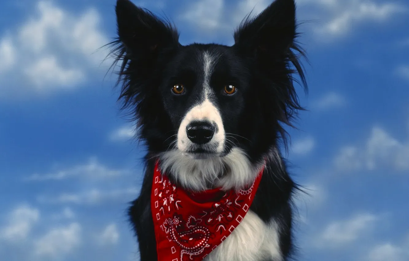 Photo wallpaper the sky, dog, beautiful, headband