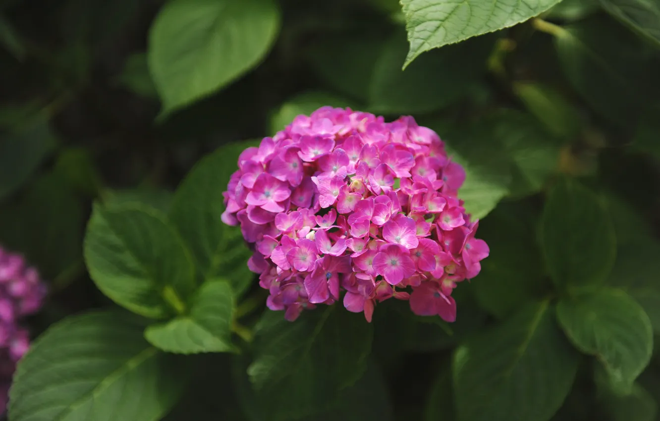 Photo wallpaper flowering, the bushes, hydrangea