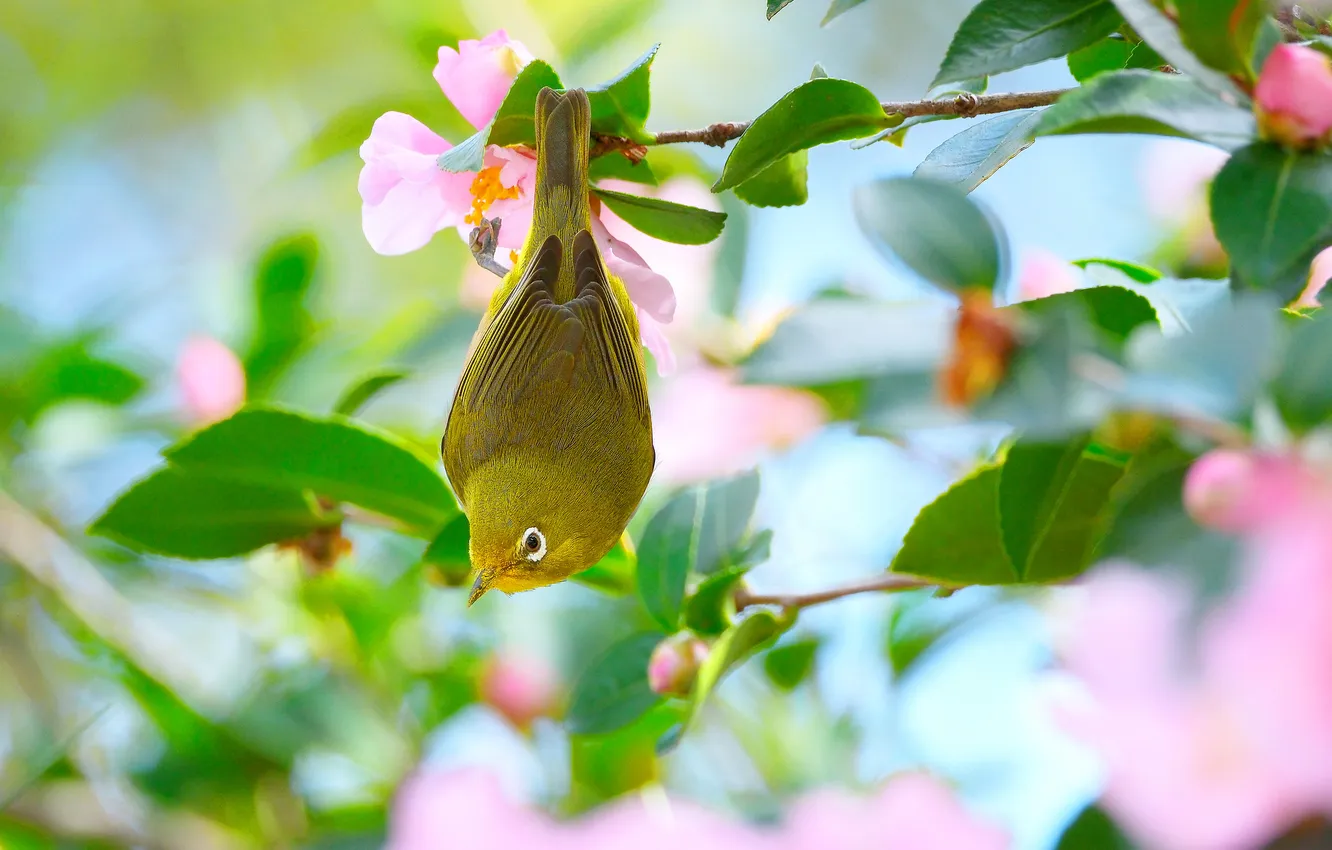 Photo wallpaper leaves, flowers, branches, bird, Camellia, Japanese white-eye