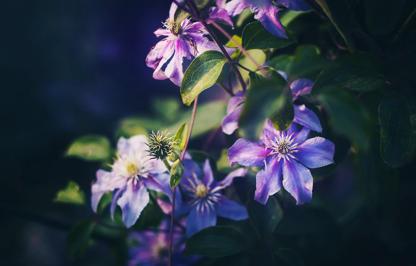 Photo wallpaper leaves, flowers, the dark background, garden, lilac, bokeh, clematis