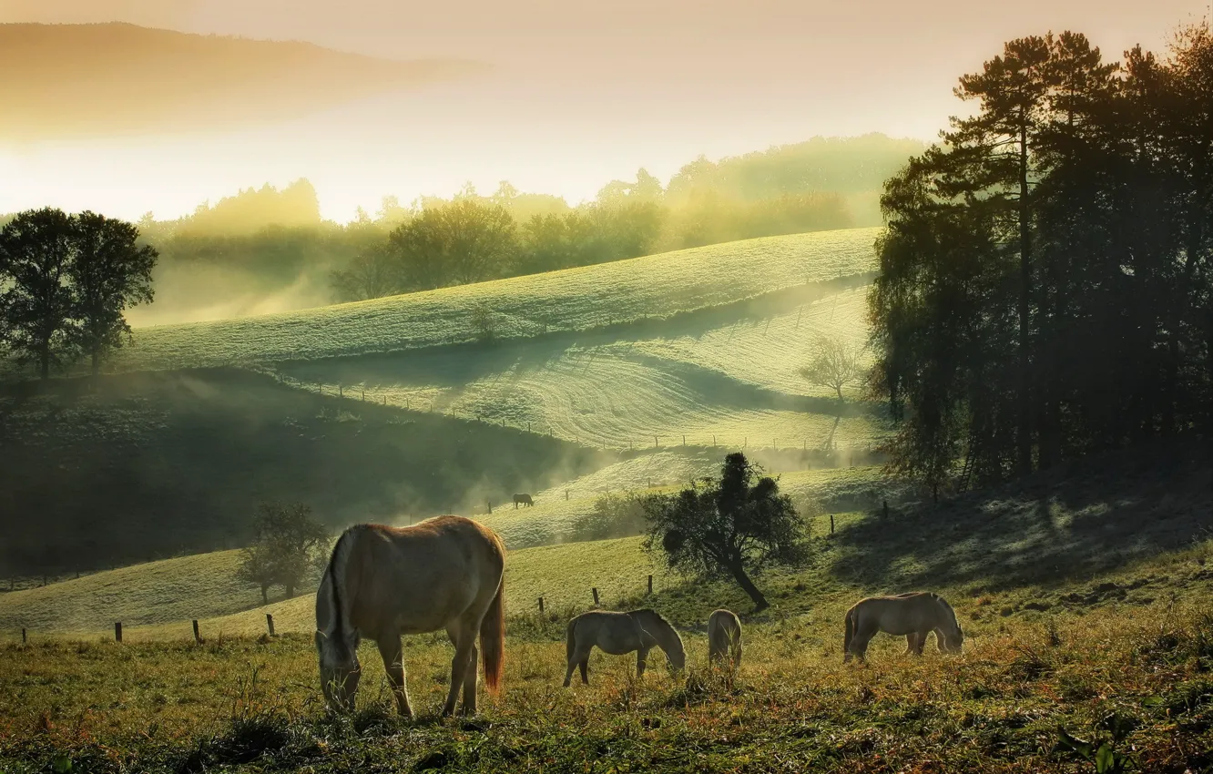 Photo wallpaper summer, the sky, nature, fog, morning, Horses