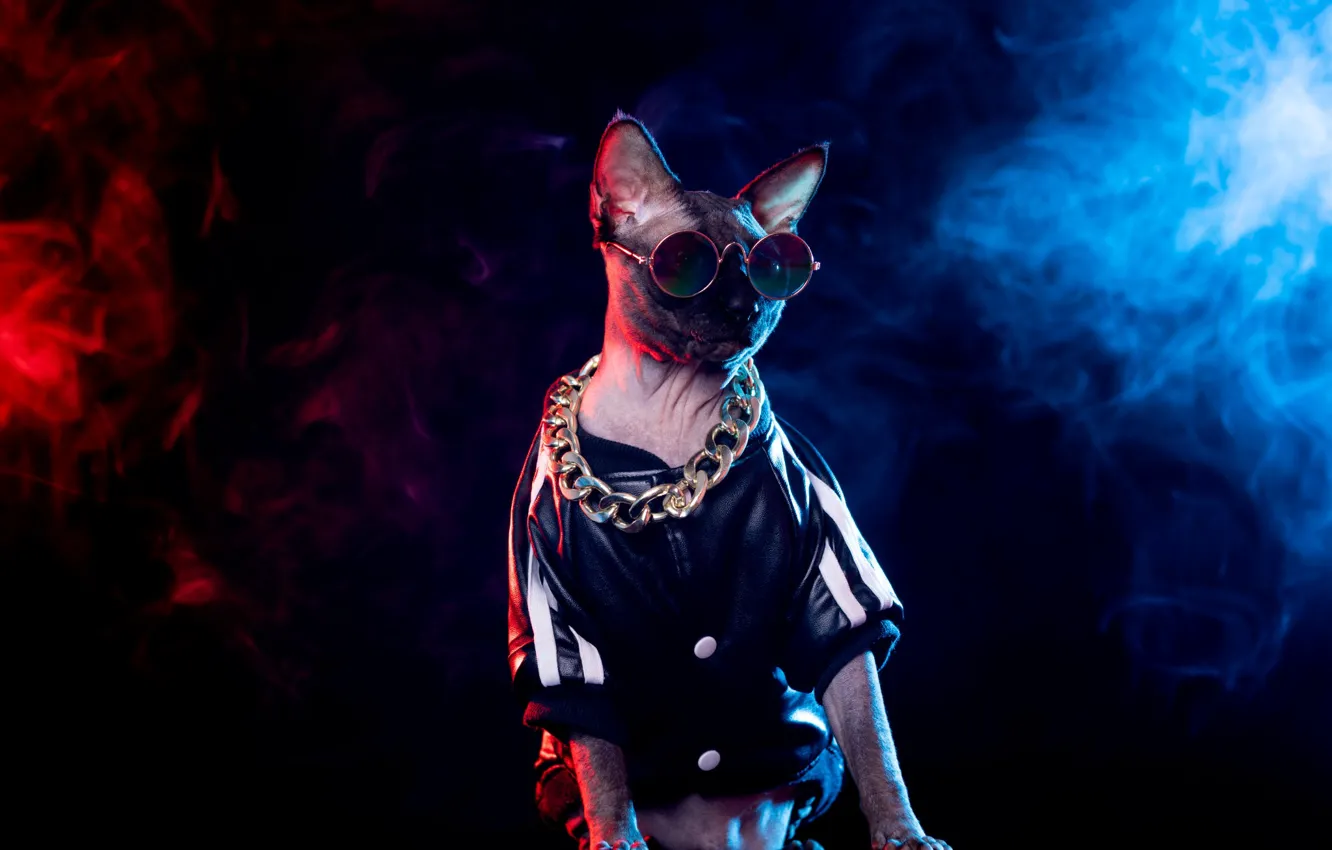 Photo wallpaper cat, cat, look, light, blue, red, pose, fog