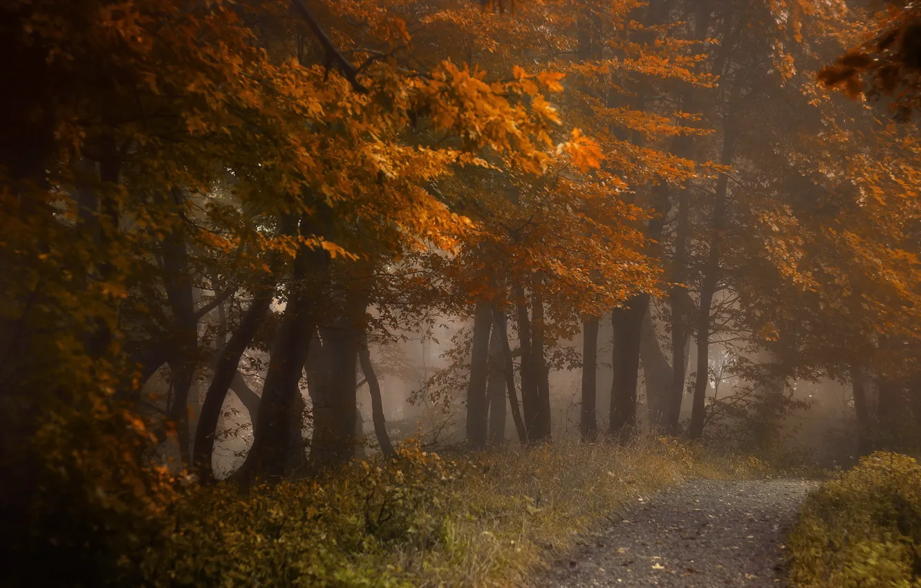 Photo wallpaper road, autumn, forest, nature