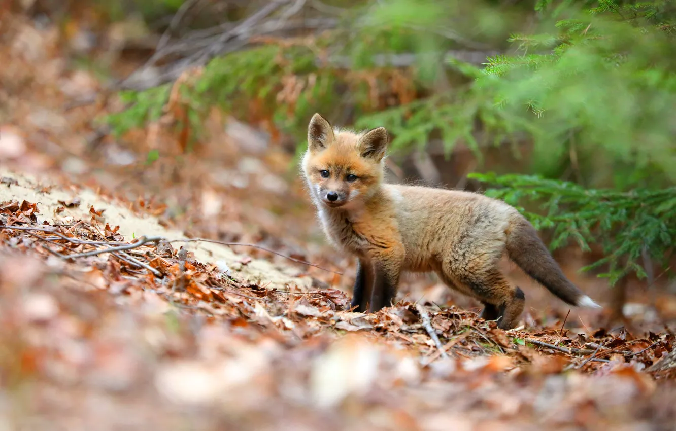 Photo wallpaper nature, baby, Fox, Fox