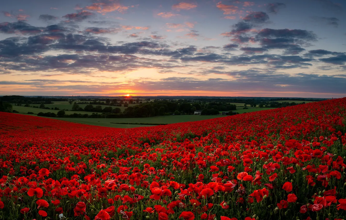 Photo wallpaper summer, Maki, poppy field