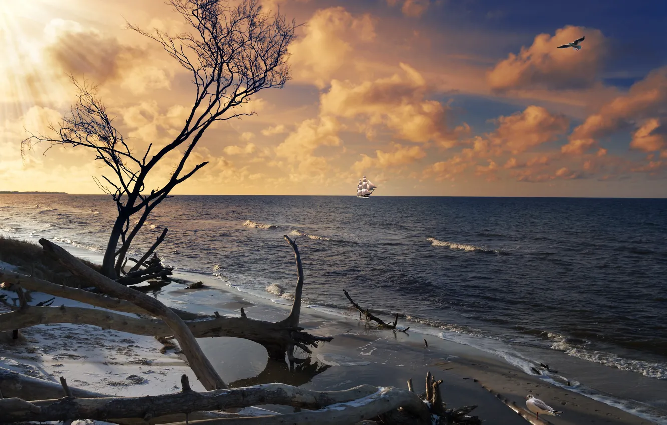 Photo wallpaper sea, the sky, shore, sailboat, driftwood, tree
