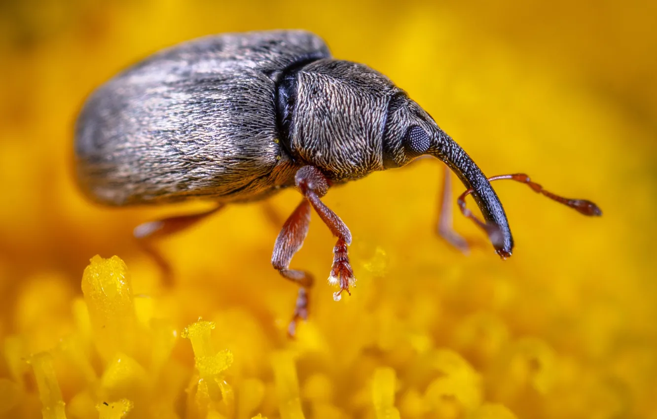 Photo wallpaper YELLOW, FLOWER, INSECT, BEETLE, STAMENS