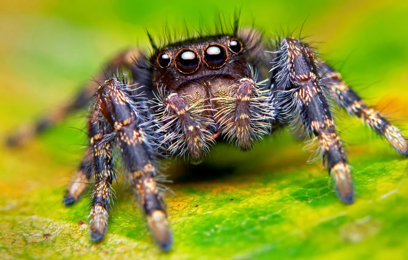 Photo wallpaper eyes, macro, spider, paws, spider, insect, eyes, macro