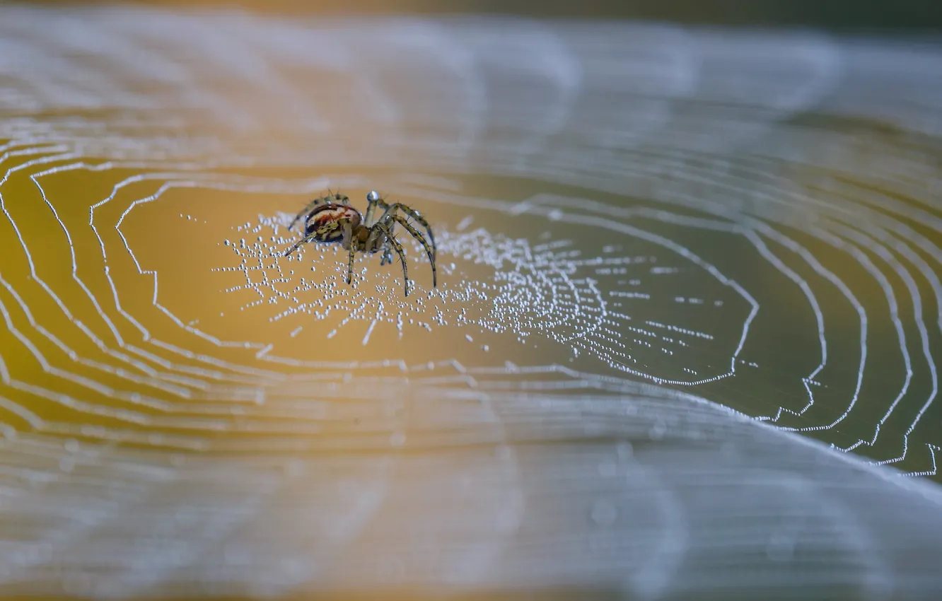 Photo wallpaper macro, web, spider