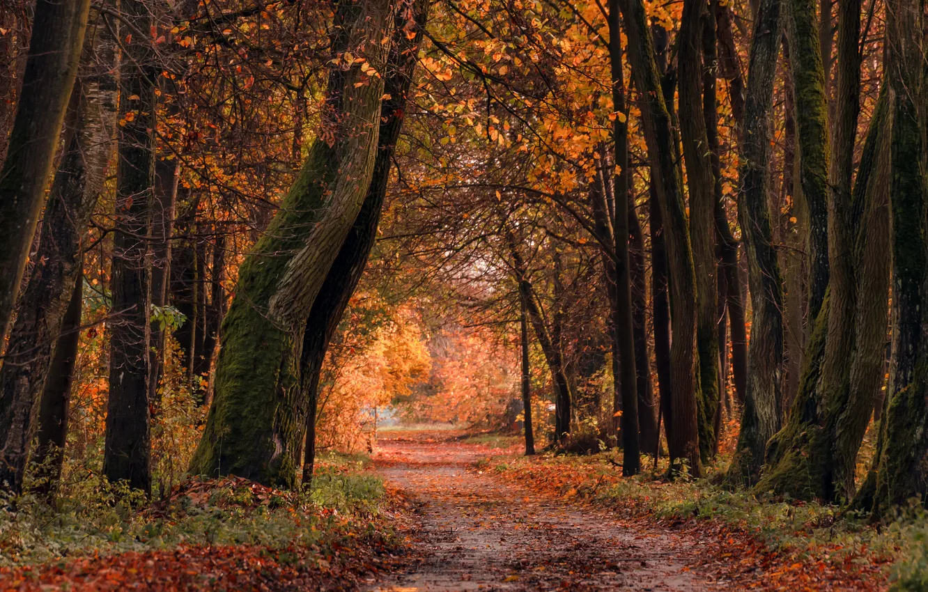 Photo wallpaper autumn, trees, nature, Park, alley