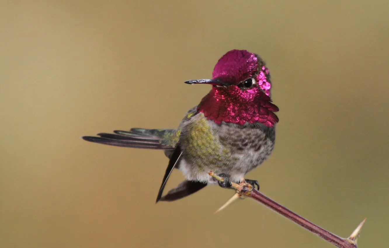 Photo wallpaper bird, branch, Hummingbird, pink, tail