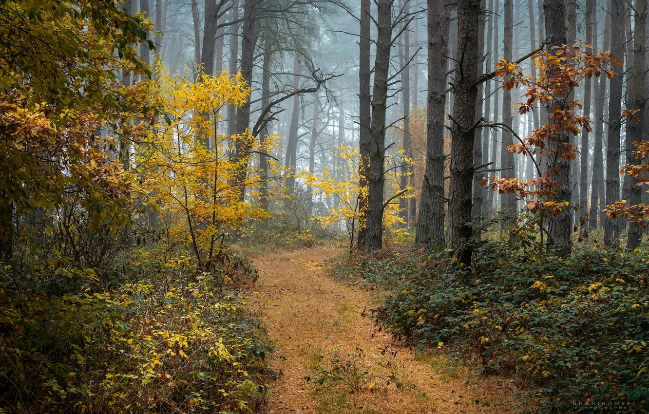 Photo wallpaper autumn, forest, trees, fog, Radoslaw Dranikowski