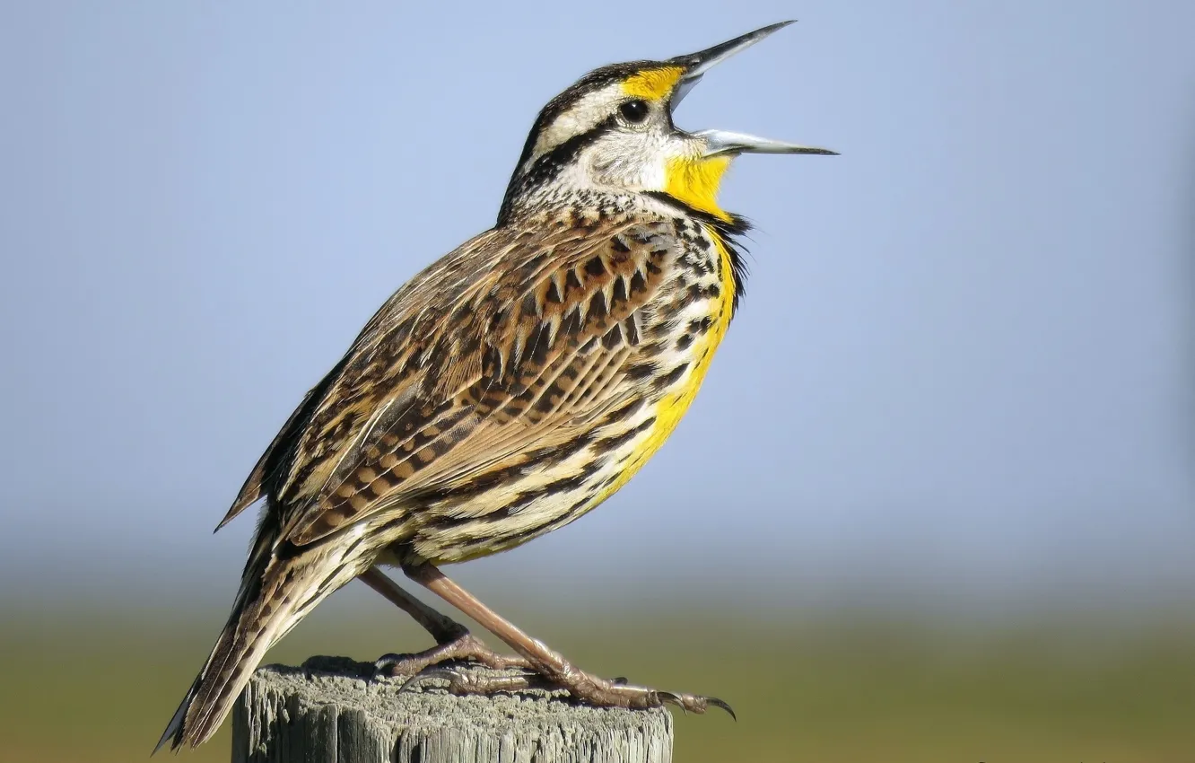Photo wallpaper bird, beak, columns