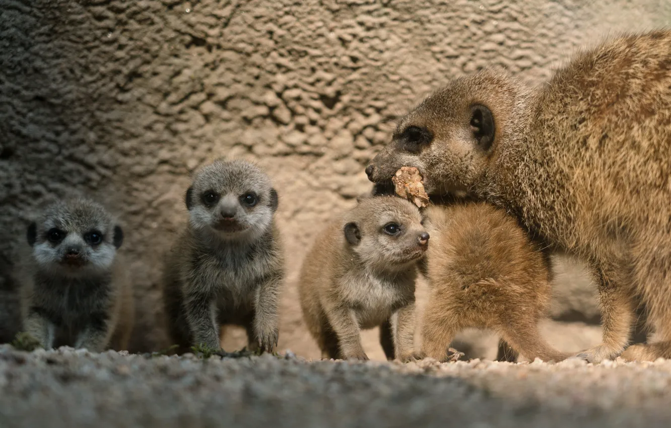 Photo wallpaper meerkats, baby, care, mom, feed, brood