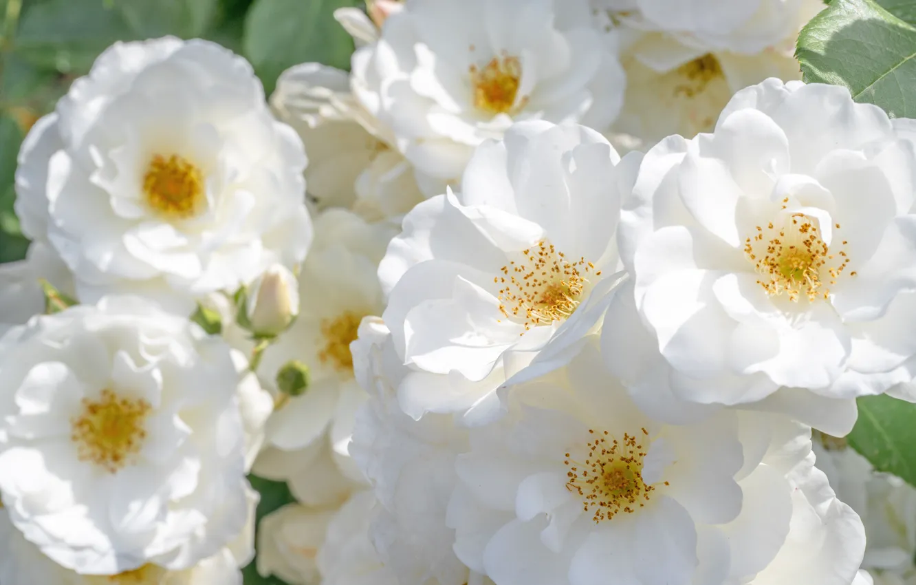 Photo wallpaper flowers, roses, briar, white, flowering, rose Bush, the wild rose Bush