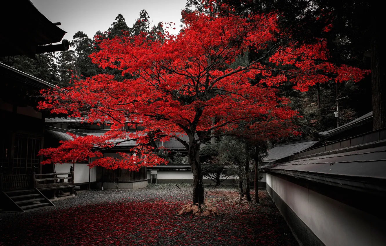 Photo wallpaper autumn, leaves, house, tree, Japan, yard, the crimson