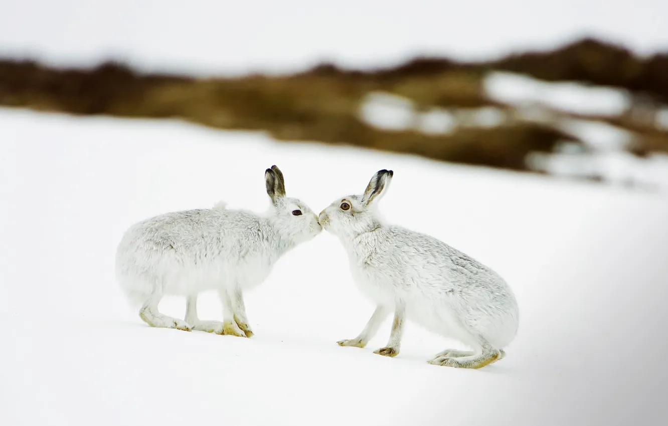 Photo wallpaper winter, snow, Scotland, rabbits, hare white