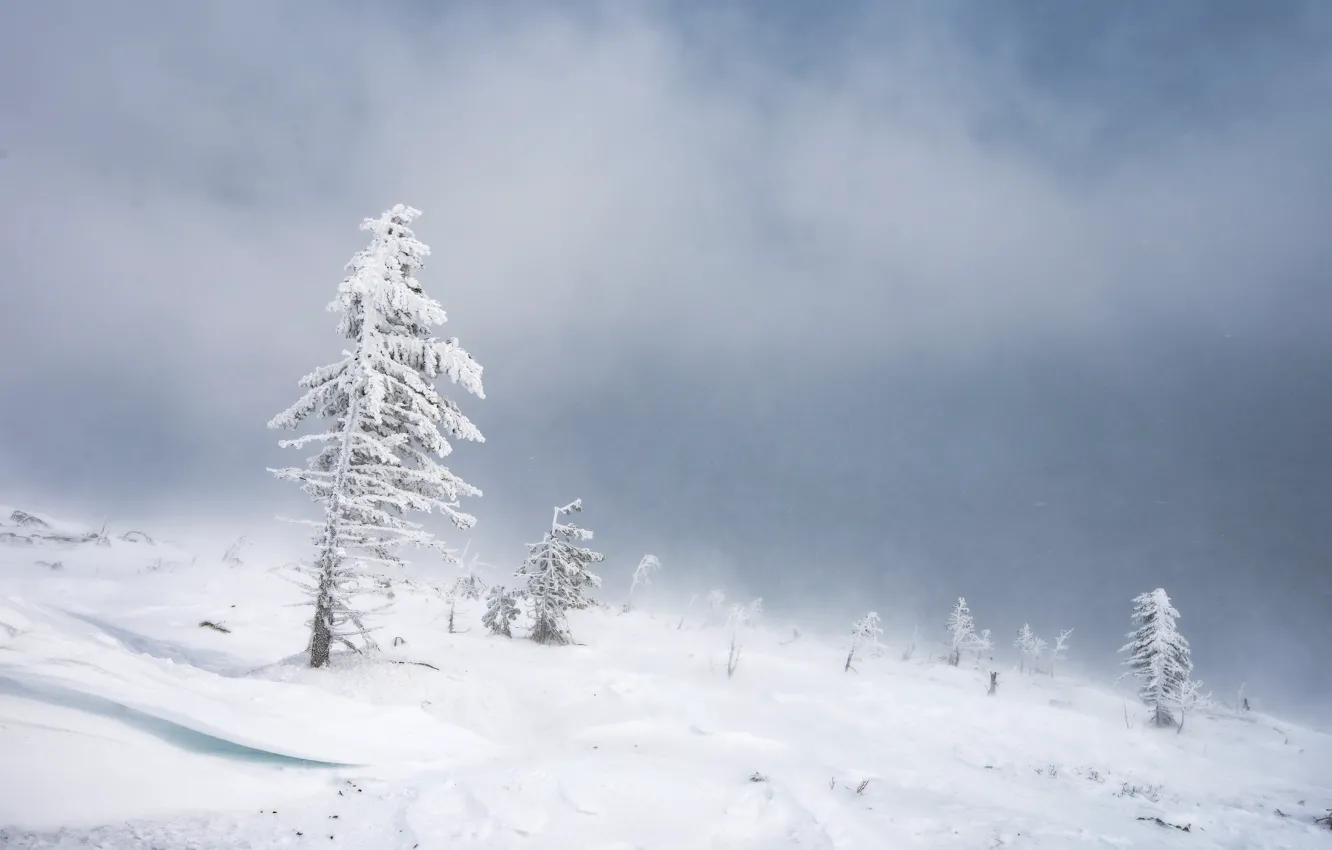 Photo wallpaper winter, snow, the snow, herringbone