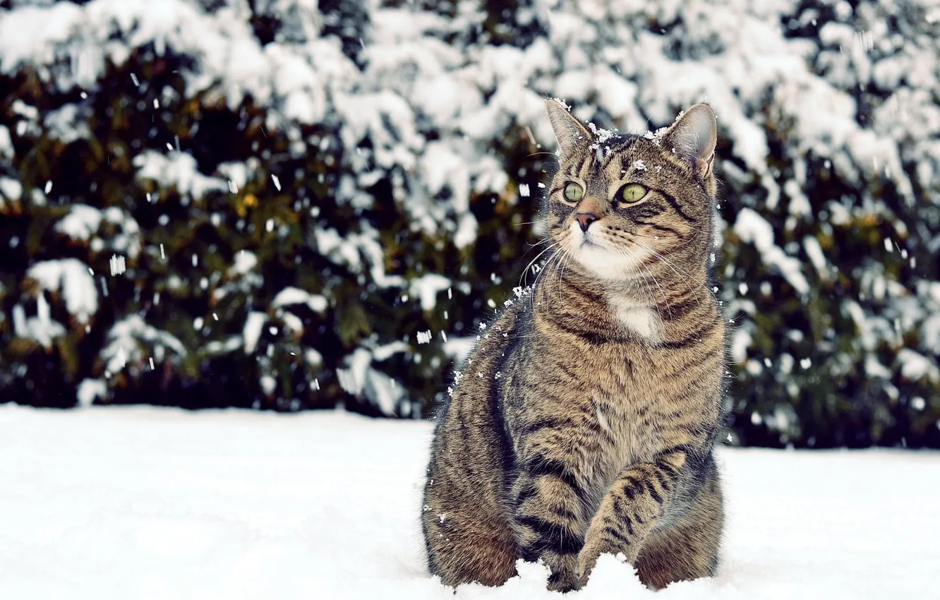 Photo wallpaper winter, cat, look, snow, looks