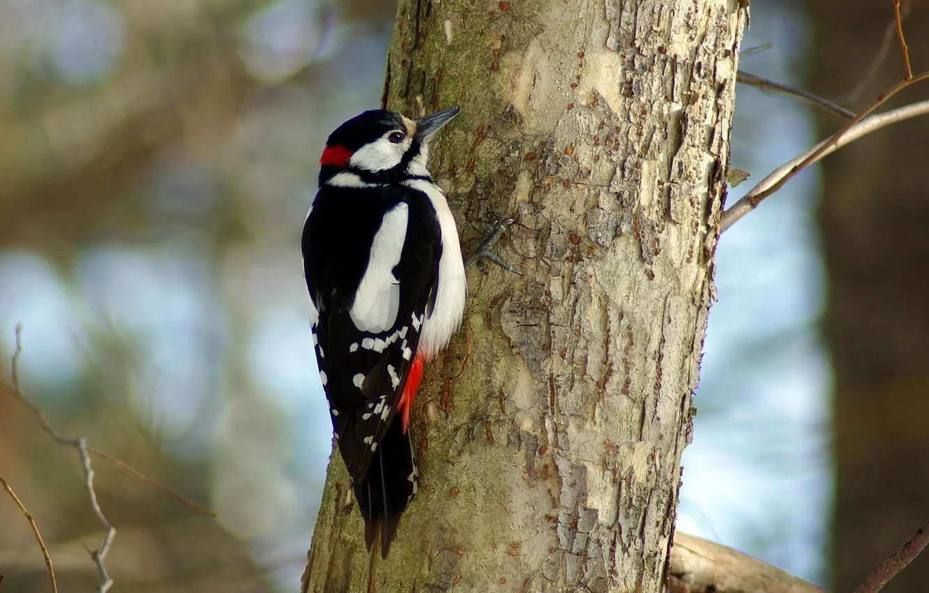 Photo wallpaper trees, woodpecker, male, motley