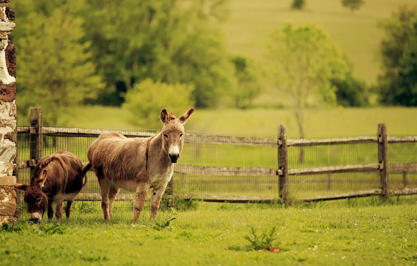 Photo wallpaper summer, background, donkeys