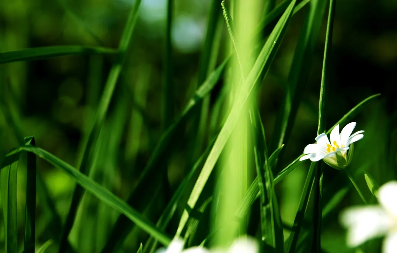 Photo wallpaper flowers, plant, stem