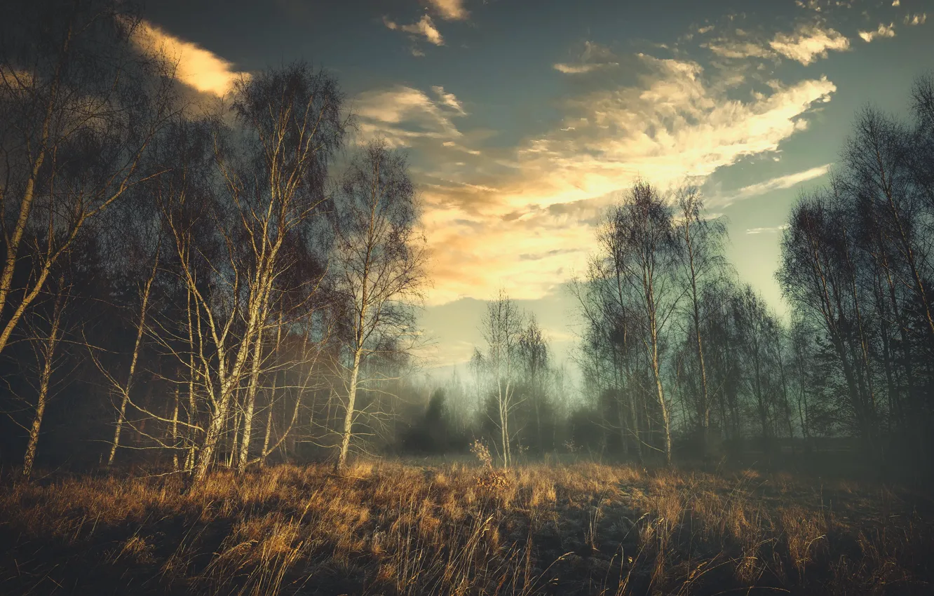 Photo wallpaper field, forest, clouds, fog, glade, morning, birch, birch grove