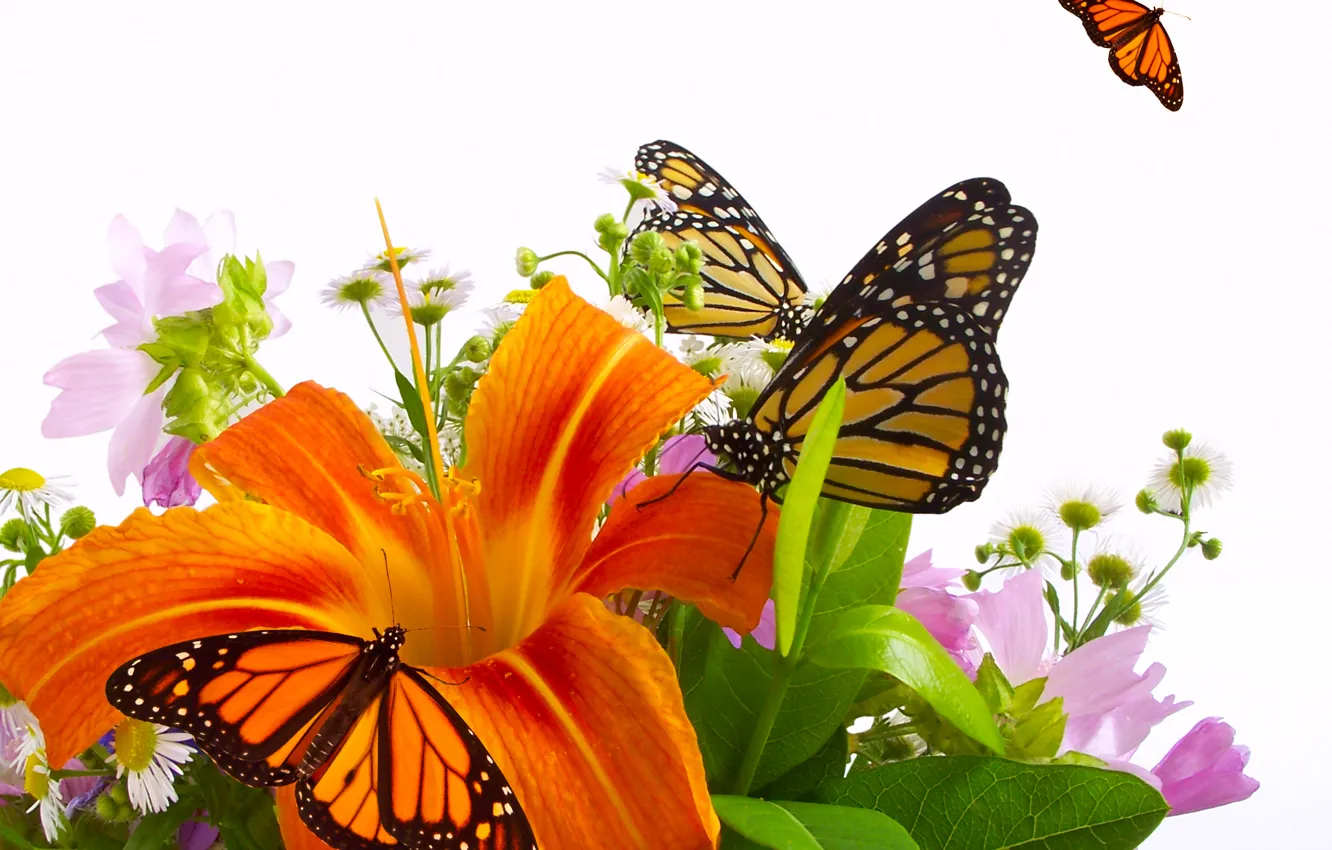 Photo wallpaper butterfly, flowers, Lily, orange, bouquet