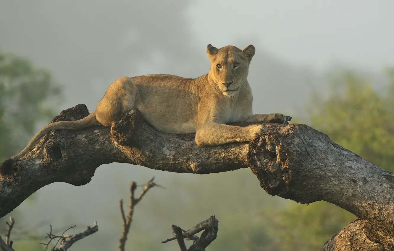 Photo wallpaper tree, stay, lioness