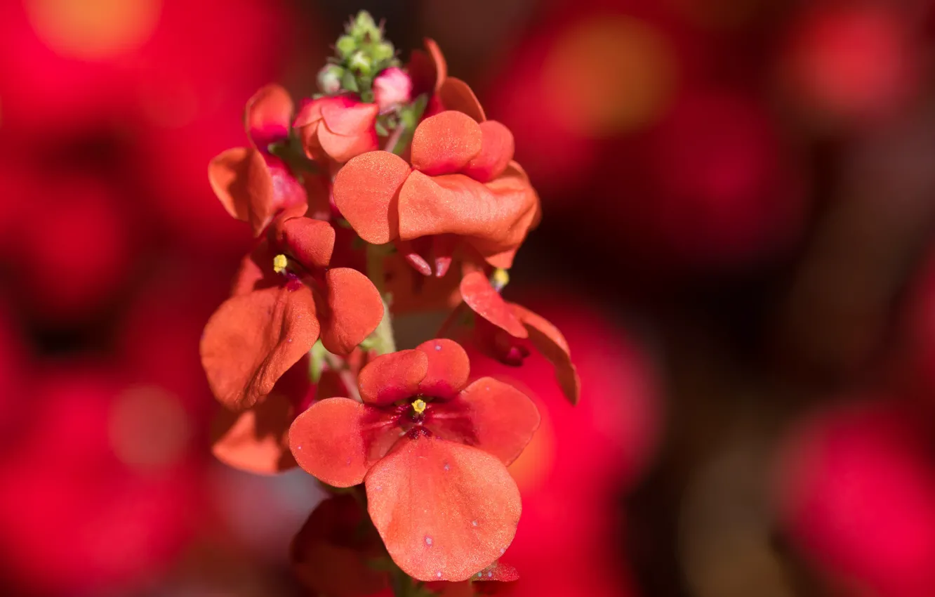 Photo wallpaper flower, macro, red, background, al, bokeh, Diascia
