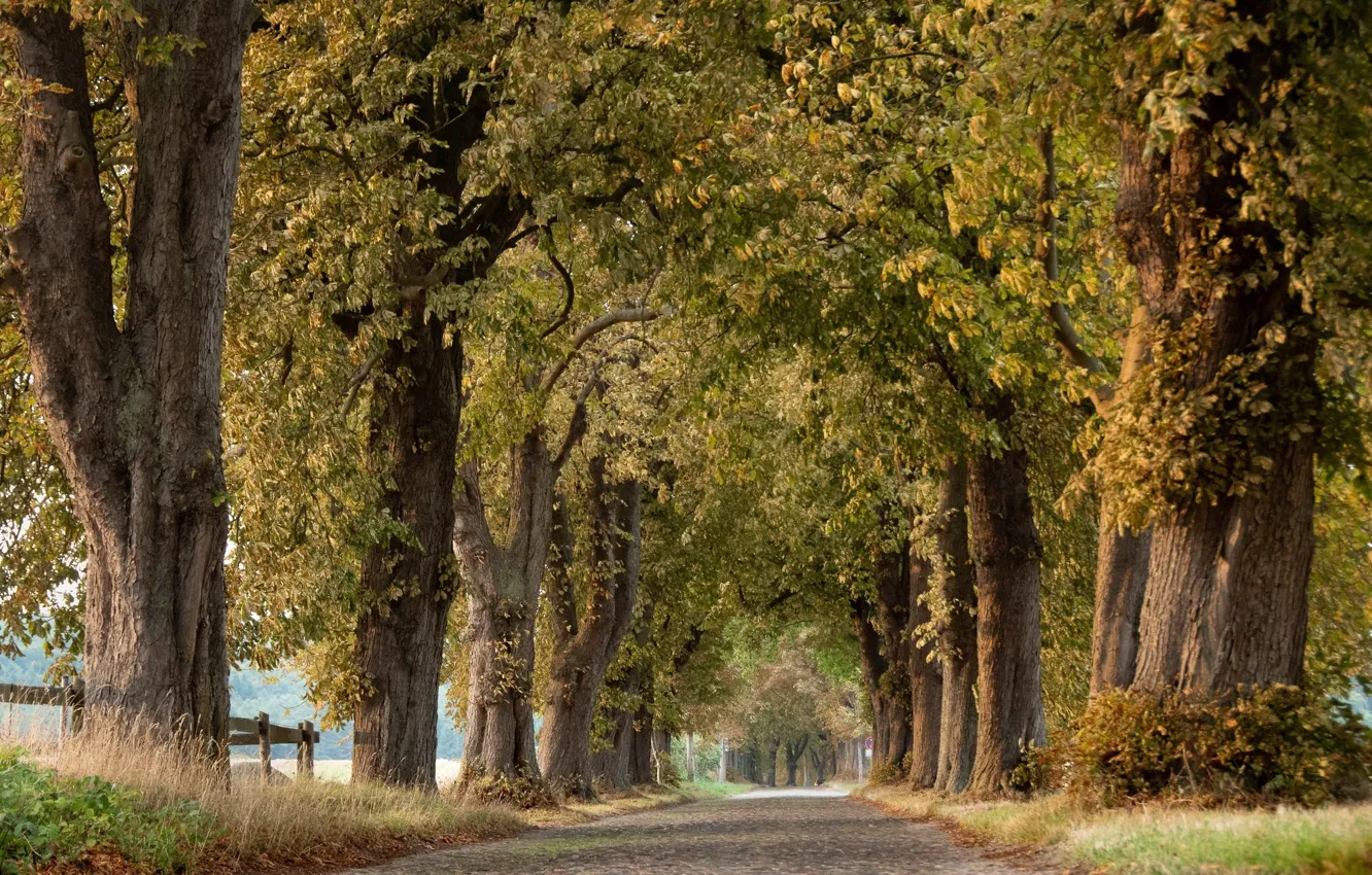 Photo wallpaper road, trees, the forest