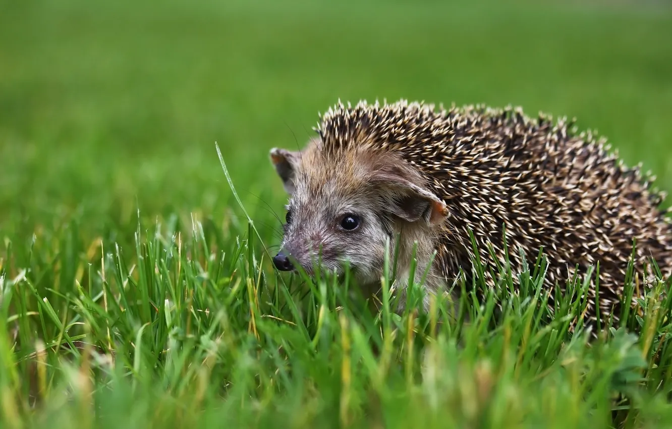 Photo wallpaper greens, background, hedgehog, weed