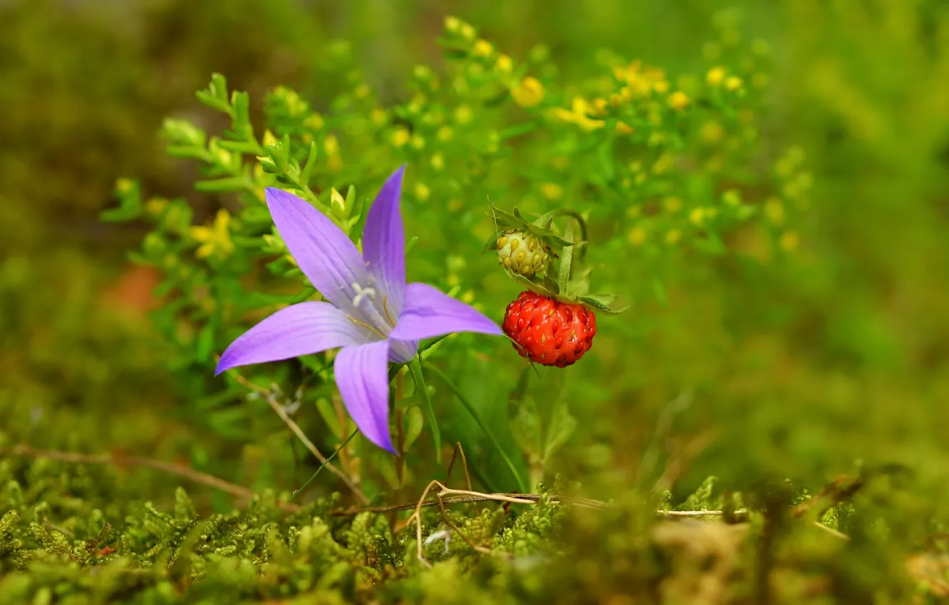 Photo wallpaper strawberry, strawberry, Purple flower, Purple flower
