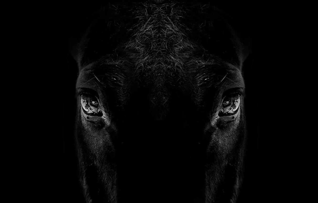 Photo wallpaper animal, horse, silhouette