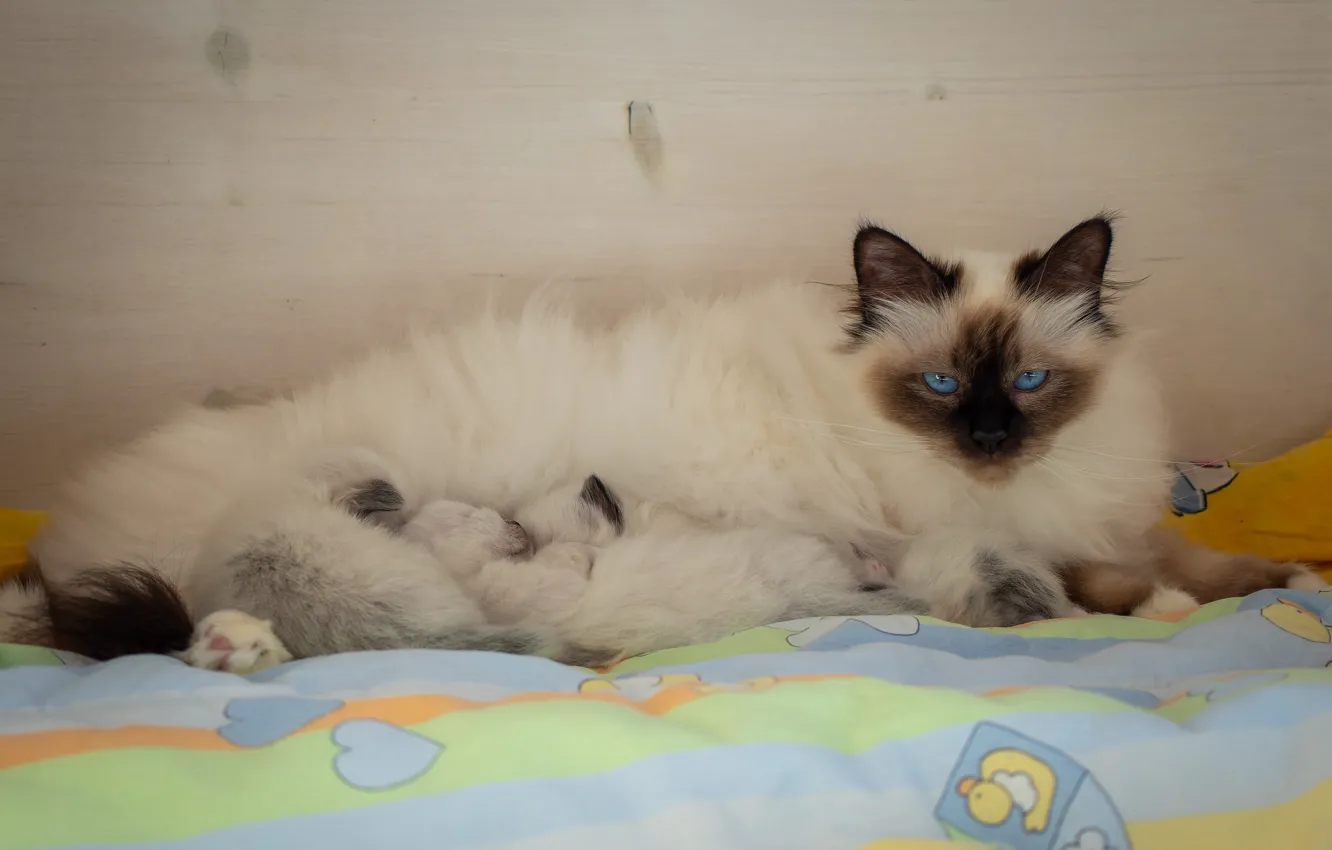Photo wallpaper cat, look, pose, comfort, wall, mattress, baby, sleeping