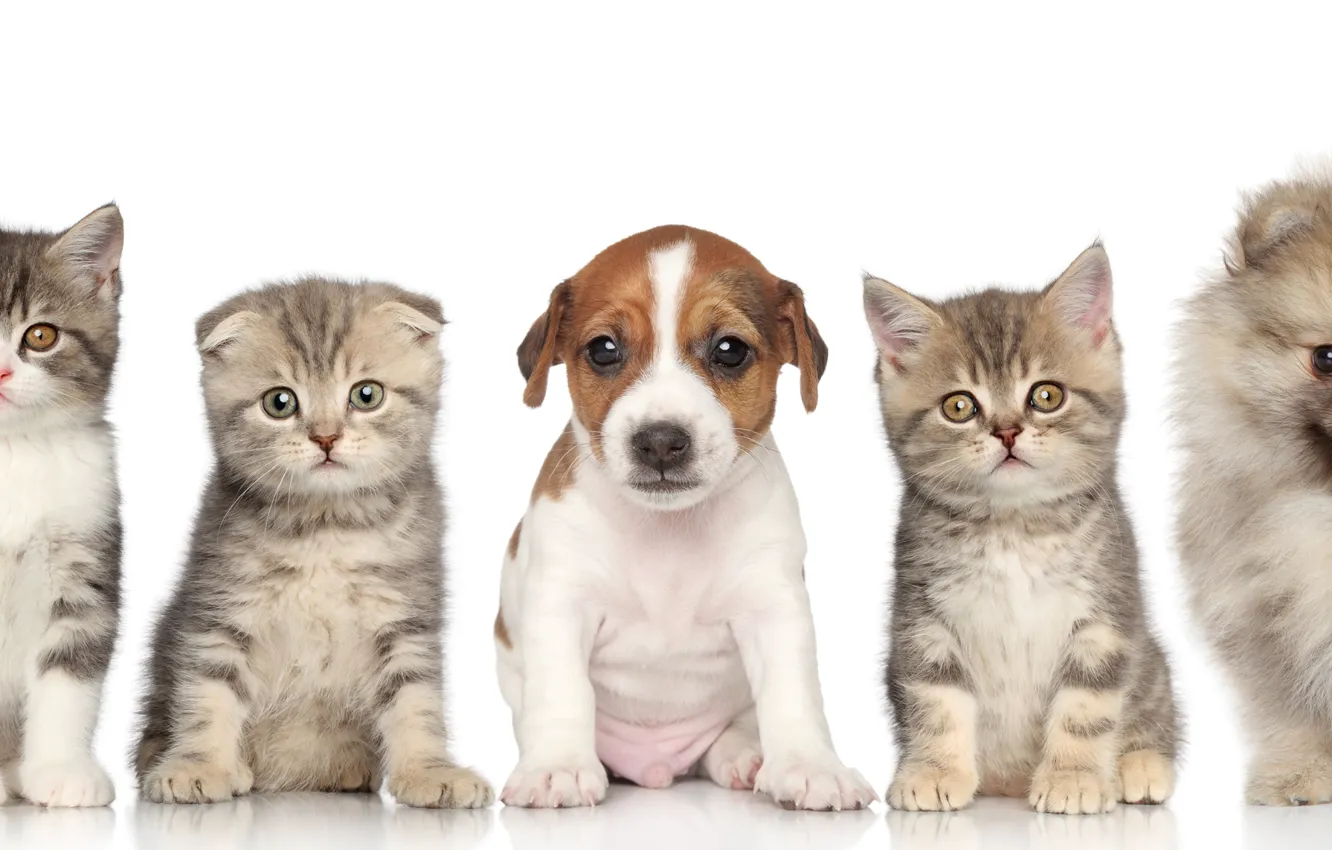 Photo wallpaper baby, puppy, kitty