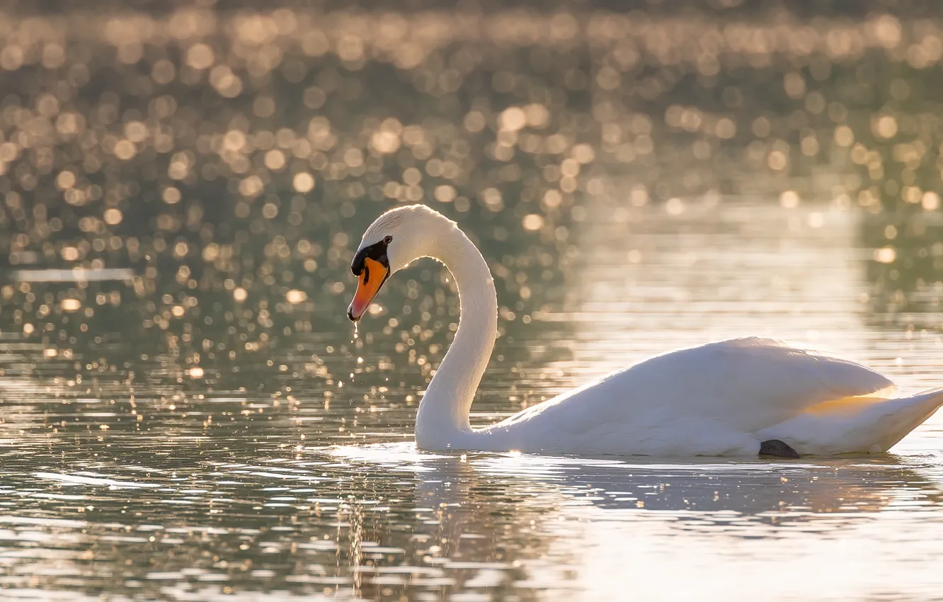 Photo wallpaper white, light, background, bird, swans, pond, bokeh