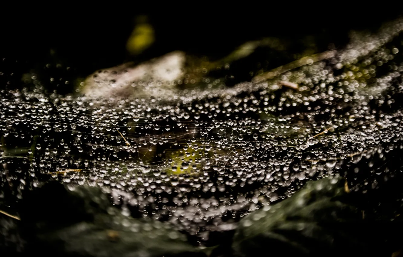 Photo wallpaper Web, Rain, Spider, Macro, Forest, Drops, Raindrops